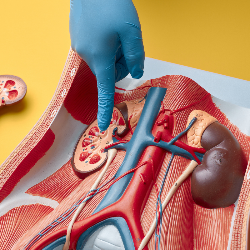 Kidney and upper urinary tract treatment by Dr. Gaurav Das, Consultant Urologist in Chembur, Mumbai